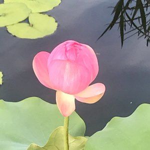 Meet your Posher, Faina